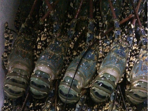 Lobster